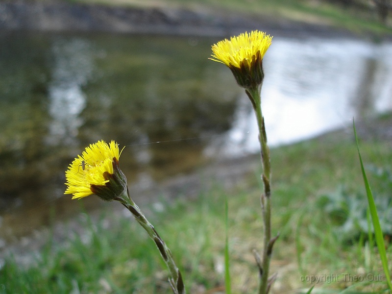 DSC00774-klein_hoefblad.JPG