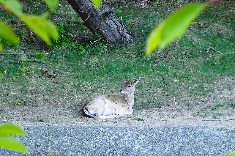 DSC00997-2.jpg