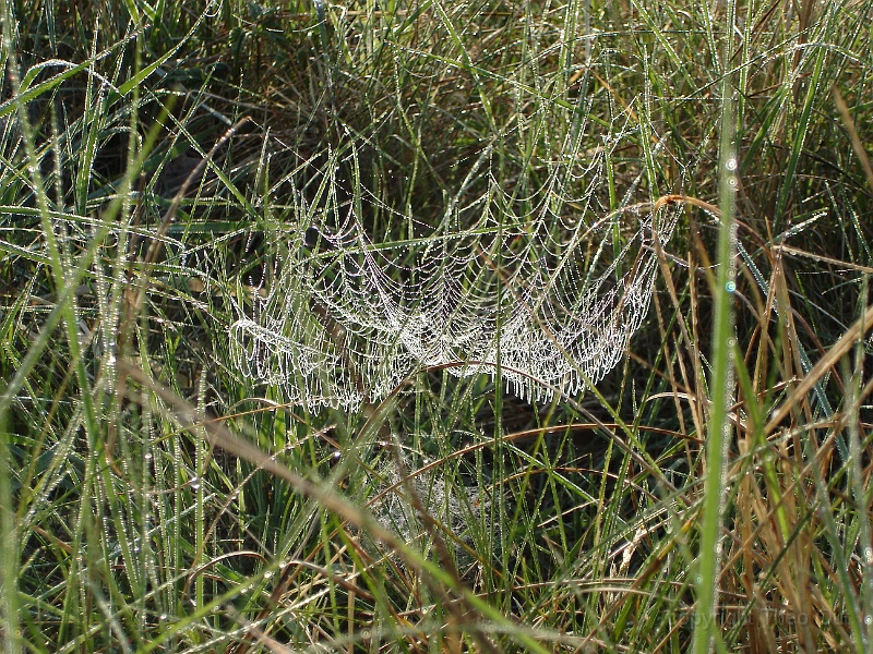 DSC01011.JPG
