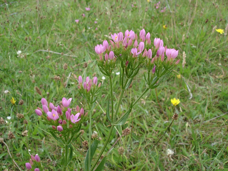 DSC01706-duizend_gulden_kruid.JPG