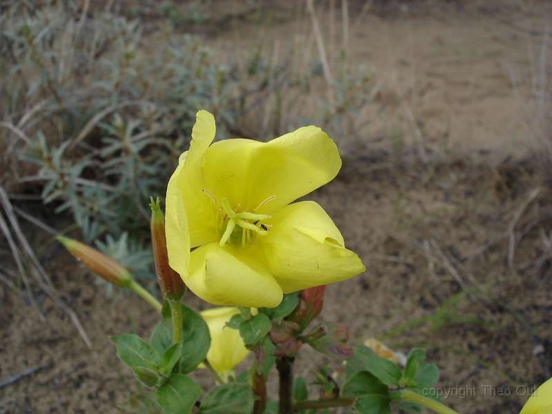 DSC02173-teunisbloem.JPG