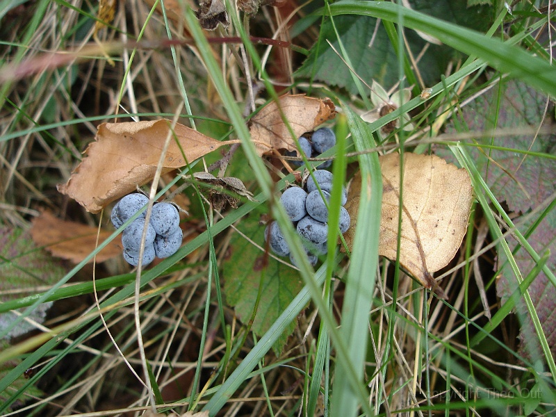 DSC02647-dauwbraam.JPG
