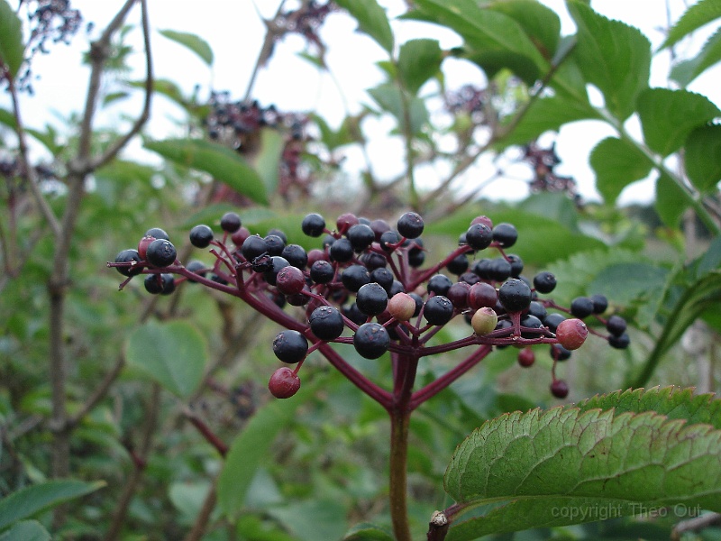 DSC02670-zwarte_vlier.JPG