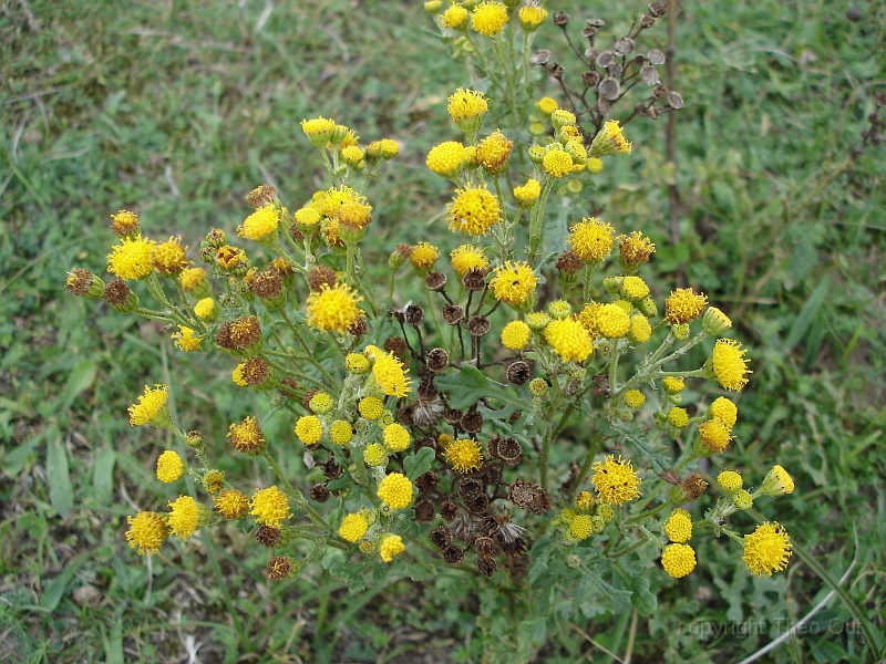 DSC02673-duinkruiskruid.JPG