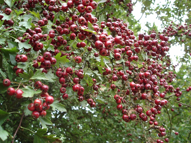 DSC02676.JPG