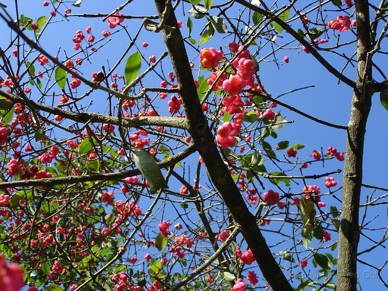 DSC03231.JPG