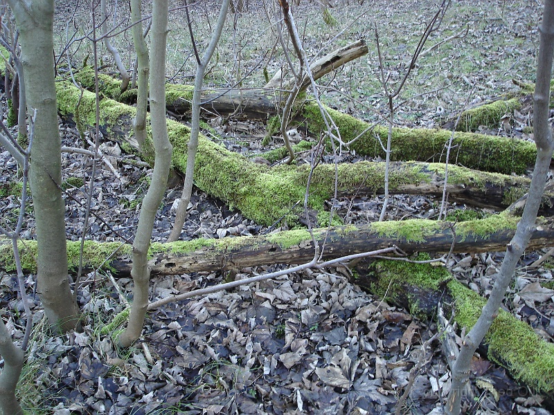DSC03721.JPG