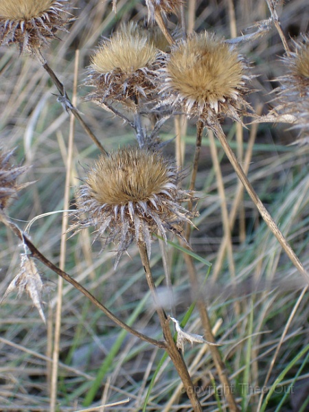 DSC03730.JPG