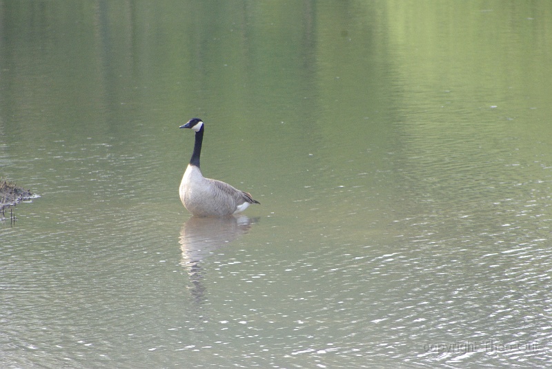 IMGP1186.JPG