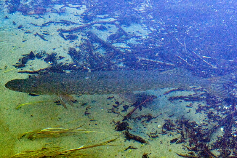 IMGP2100-snoek-d.jpg