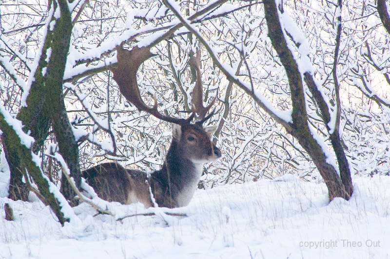 IMGP9845d-hert.jpg
