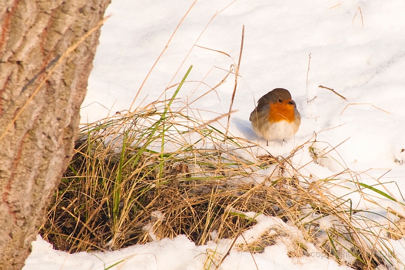 IMGP9969d-roodborst.jpg