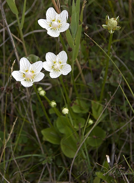 TAOU-20220802_IMG4425-parnassia-001.jpg - Parnassia