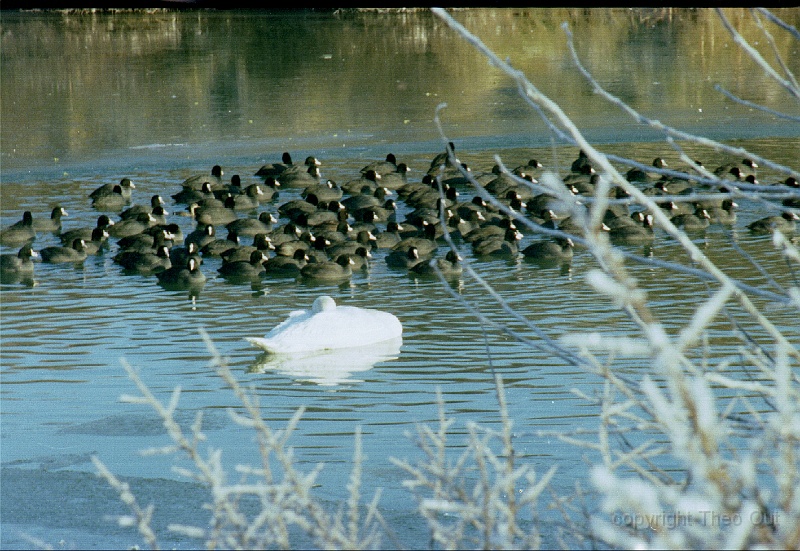 meerkoet-jan-2005.jpg