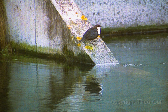 waterspreeuw-feb-2002-bc1.jpg