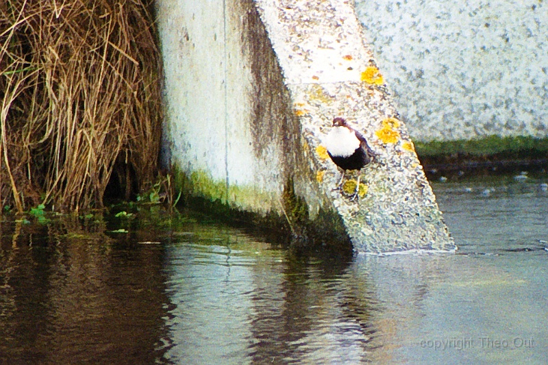 waterspreeuw-feb-2002-f3c.jpg