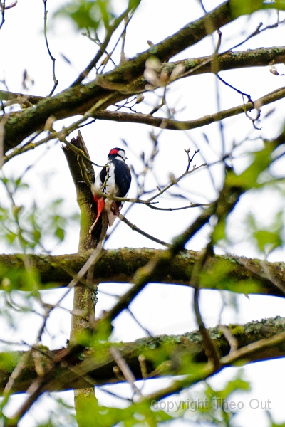 TAOU-20120424_IGPA5503.jpg