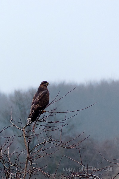 TAOU-20130319_IGP3525.jpg