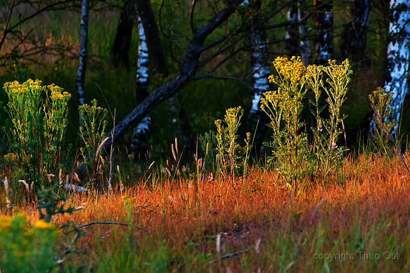 TAOU-20130713_IGP8694c.jpg