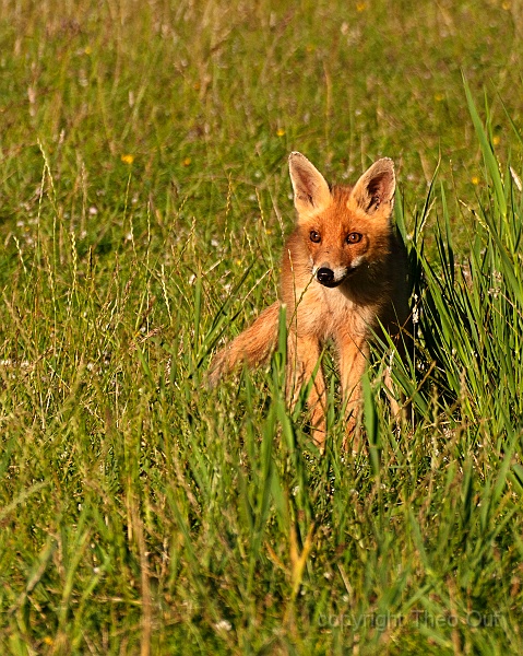 TAOU-20130718_IGP8909.jpg