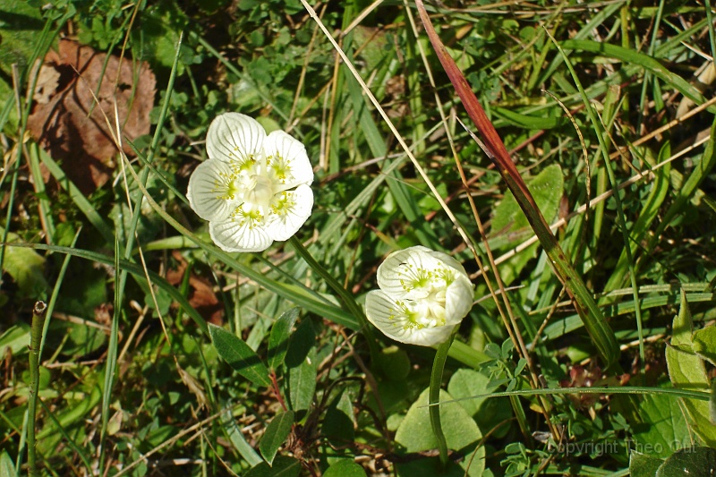TAOU-20130819DSC00364-c-parnassia.jpg