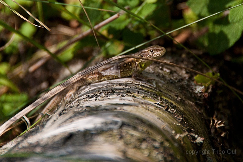 TAOU-20140821_IGP3230-zandhagedis.jpg - zandhagedis