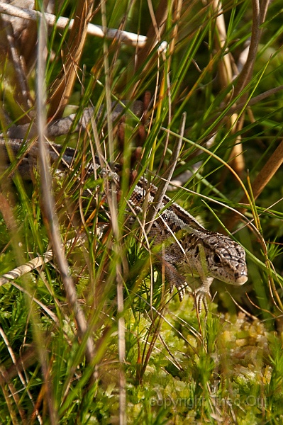 TAOU-20140827_IGP3372.jpg - zandhagedis