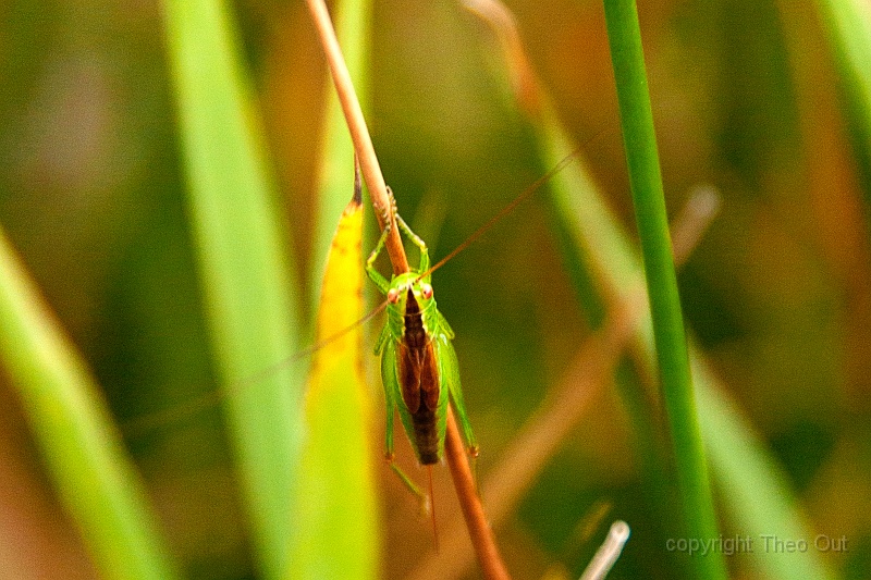 TAOU-20150922_IGP4417.jpg