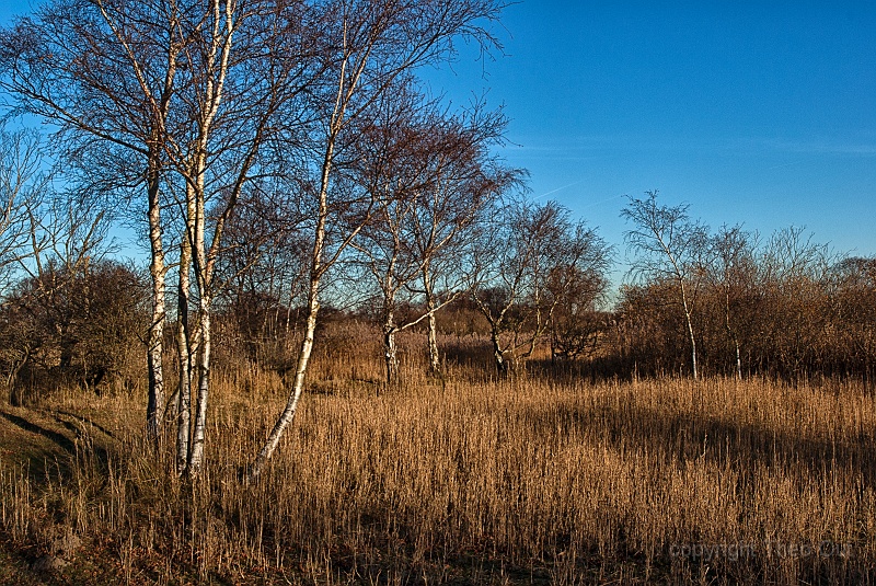 TAOU-20161129_IGP8028-waterleidingduinen.jpg