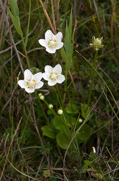 TAOU-20220802_IMG4425-parnassia.jpg