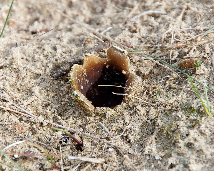 zandtulp.jpg - zandtulp - peziza ammophila
