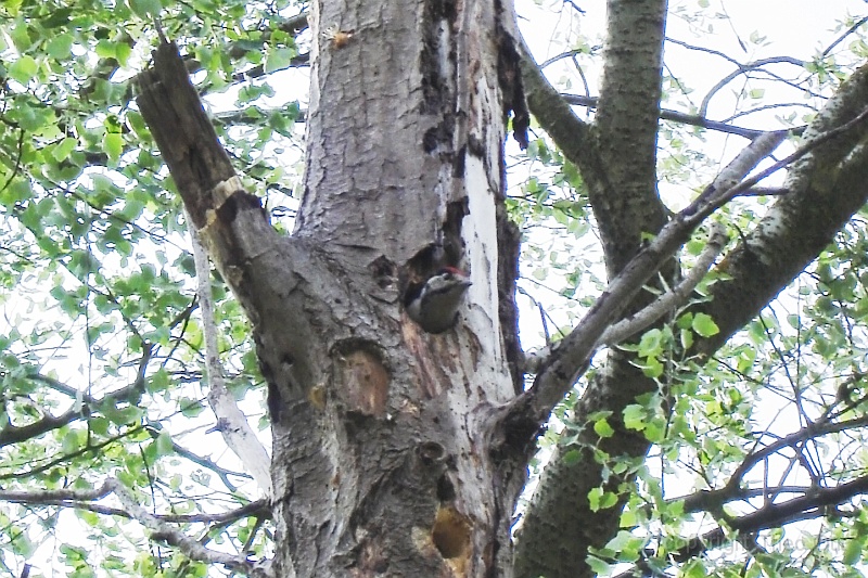 DSC05205-d.jpg