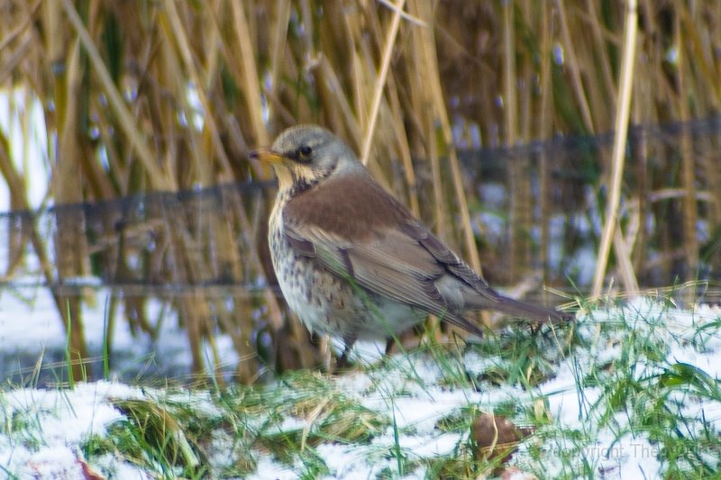 IMGP0054-kramsvogel-kl.jpg
