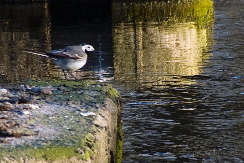 IMGP1135-kwikstaart.jpg