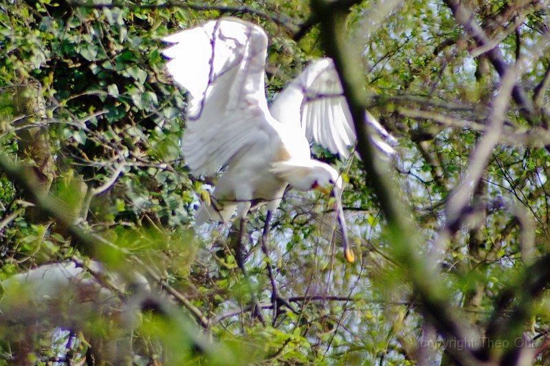 IMGP1136-d.jpg