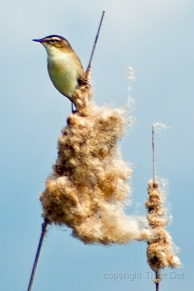 IMGP1794-d.jpg