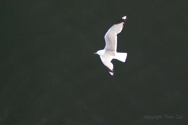 IMGP2198-d.jpg