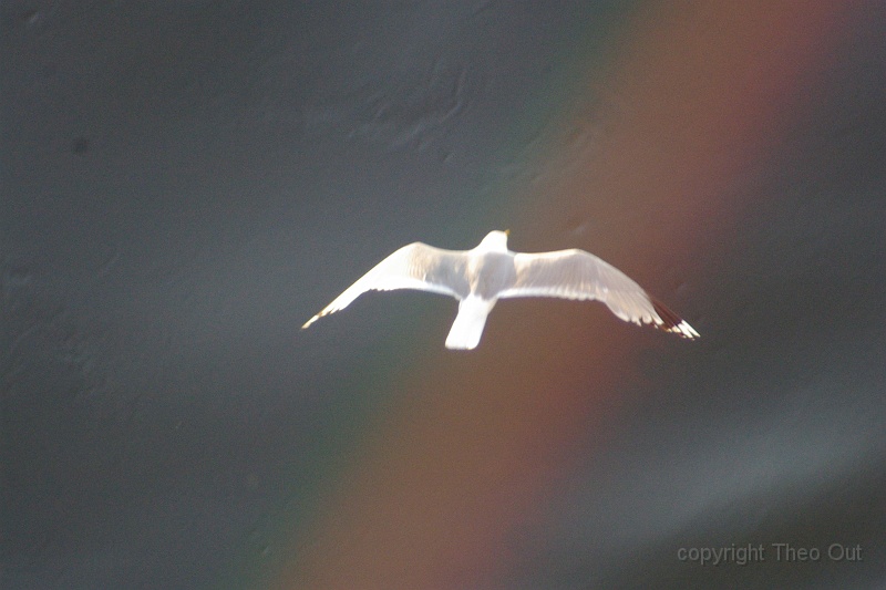 IMGP2201-d.jpg