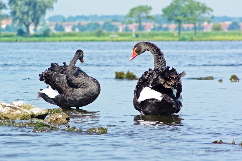 IMGP2725-r.jpg