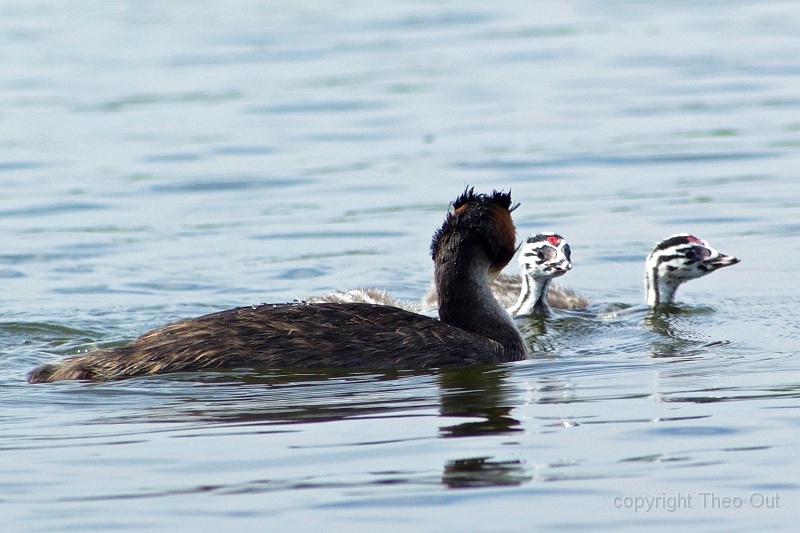 IMGP2736-d.jpg