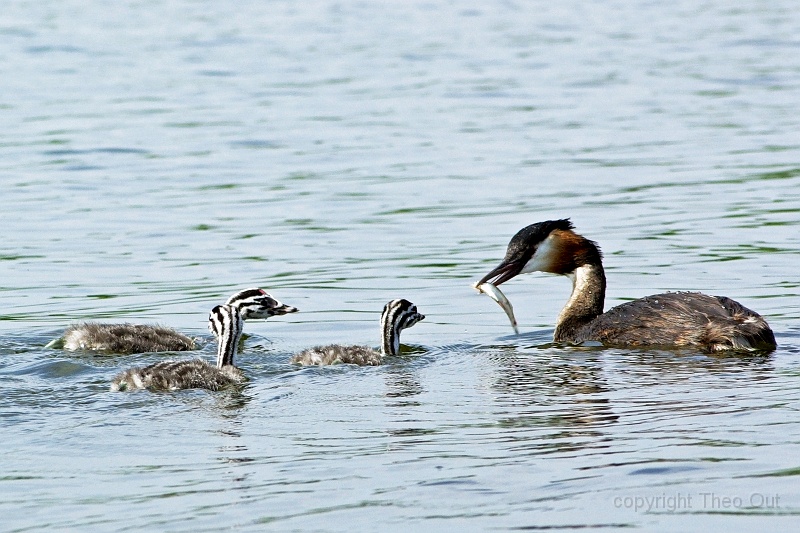 IMGP2737-d.jpg