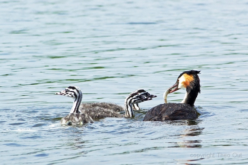 IMGP2738-d.jpg