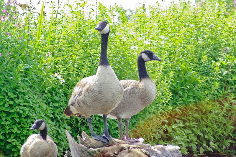 IMGP2741-d.jpg