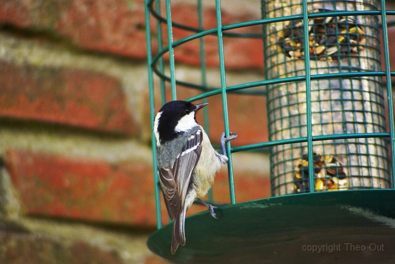IMGP3688.JPG