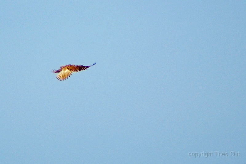 IMGP4178-d.jpg