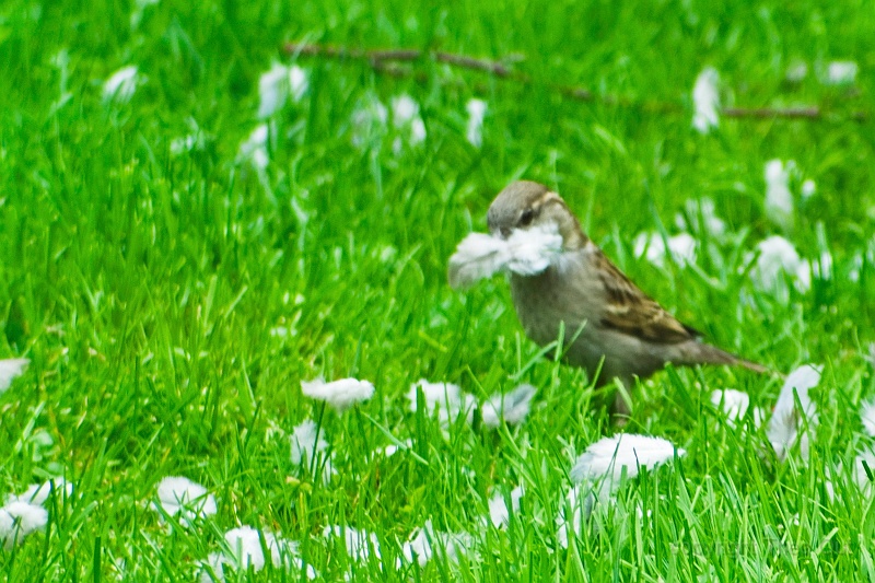 IMGP7164-d.jpg
