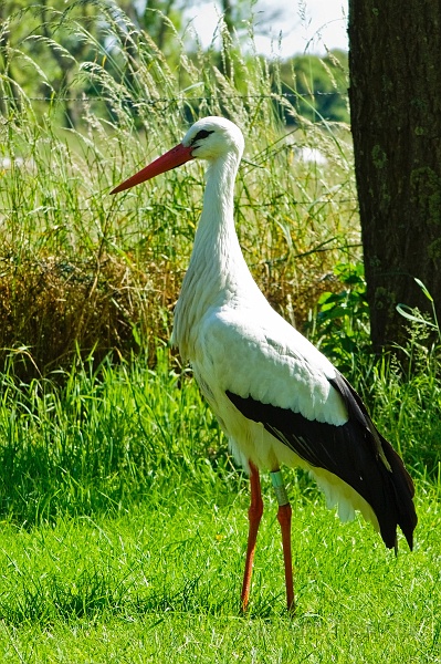 IMGP7550-d.jpg