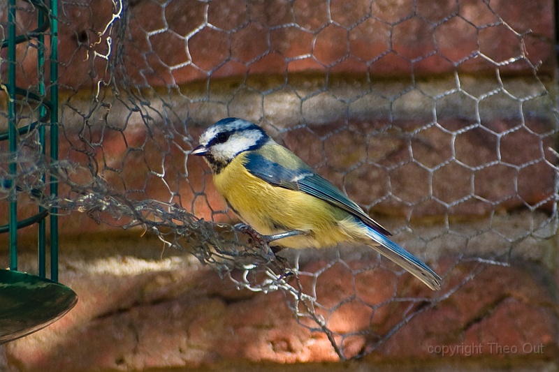 IMGP8788-d.jpg