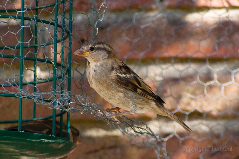IMGP8792-d.jpg