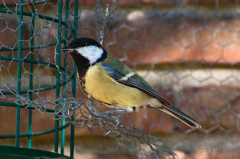 IMGP8794-d.jpg